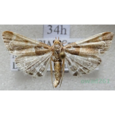 Pyralis lienigialis (Zeller, 1843) Greece34h